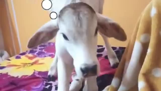 Baby calf don't no to sit cute