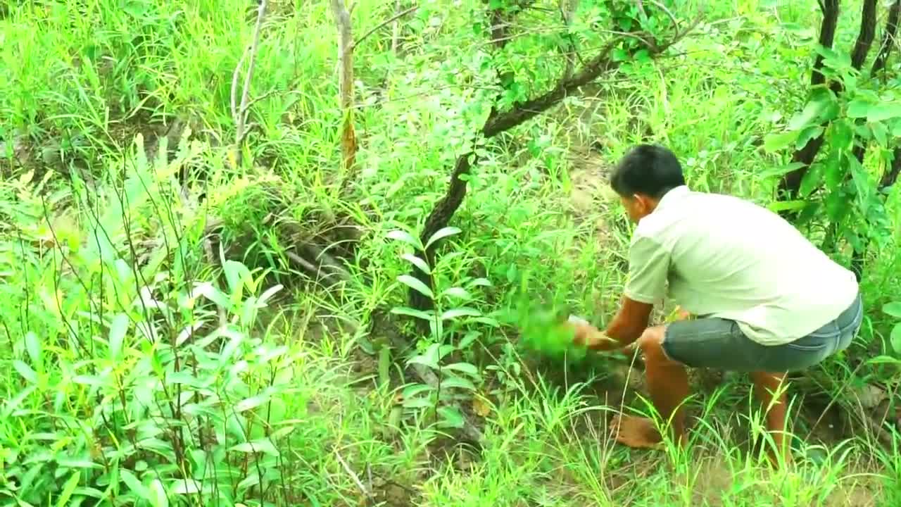 Man finds parrot in a high tree hole- Parrots nest in trees-​ Cut holes to get parrots in the nest_p