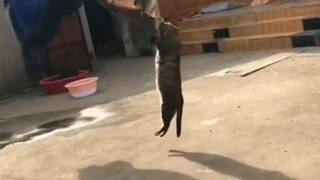 Cat hanging out and eating fish...