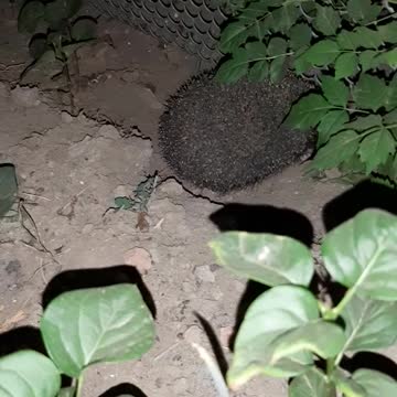 I already have two hedgehogs.