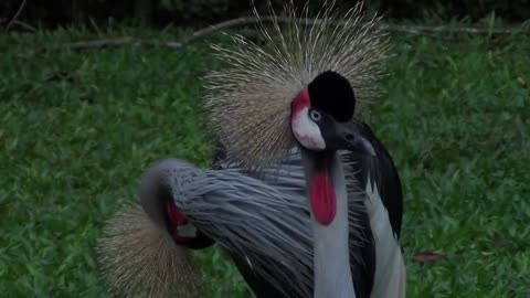 Bird With Goose Bumps