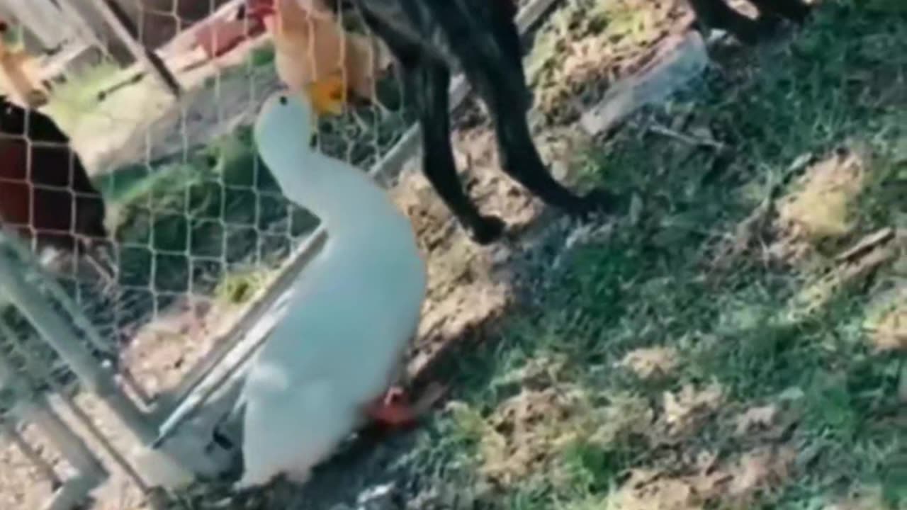 Funny Animals actin silly and funny