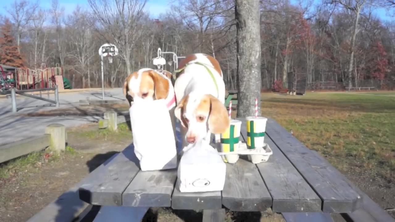 Dogs' Epic Shopping Cart Voyage: Funny Dogs Maymo & Penny