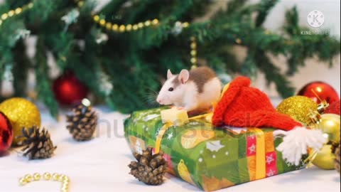 Lots of beautiful rats💞funny video#short