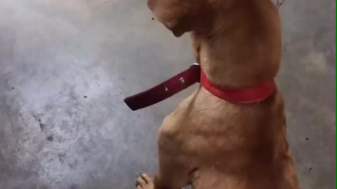 Dog in the house
