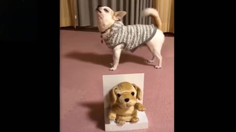 so cute little dogs funny video