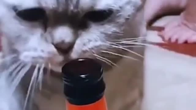 Cats are so funny 😹😹