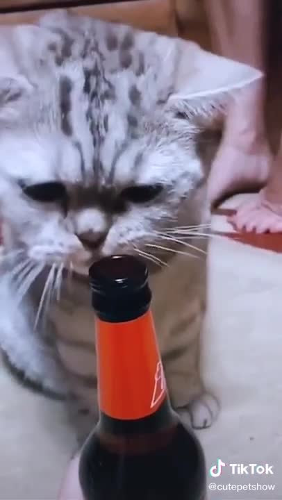 Cats are so funny 😹😹