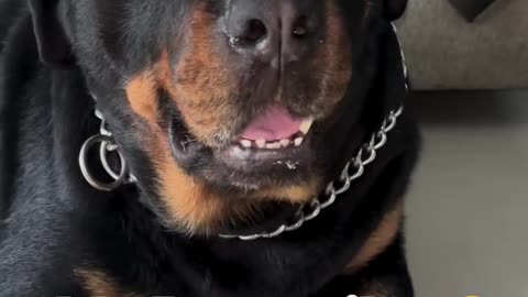 Rottweiler dog