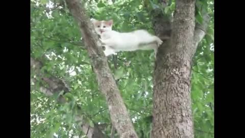 Cat in trouble on the tree