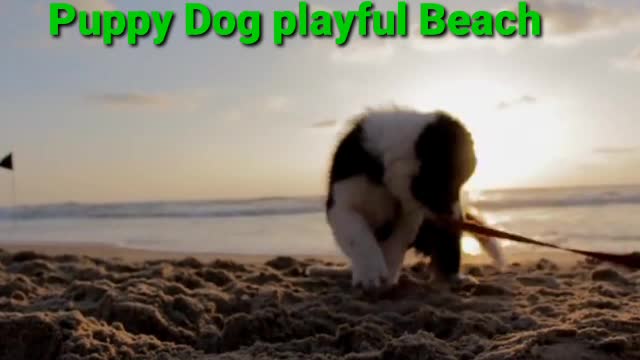 Puppy Dog Playful Beach