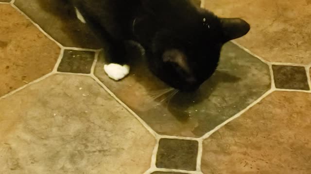 Cat vs Catnip