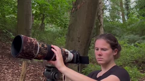Animal photographi