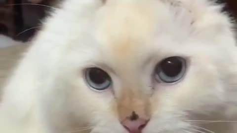 Is This a Cat or Is This a Bunny?