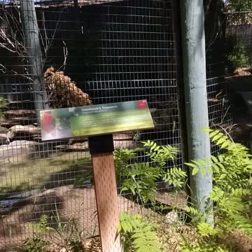 #Zoo #IDaho #Falls #2022