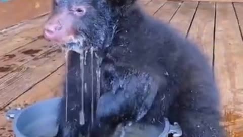 NEW - Must see ! Cute baby bear playing with water