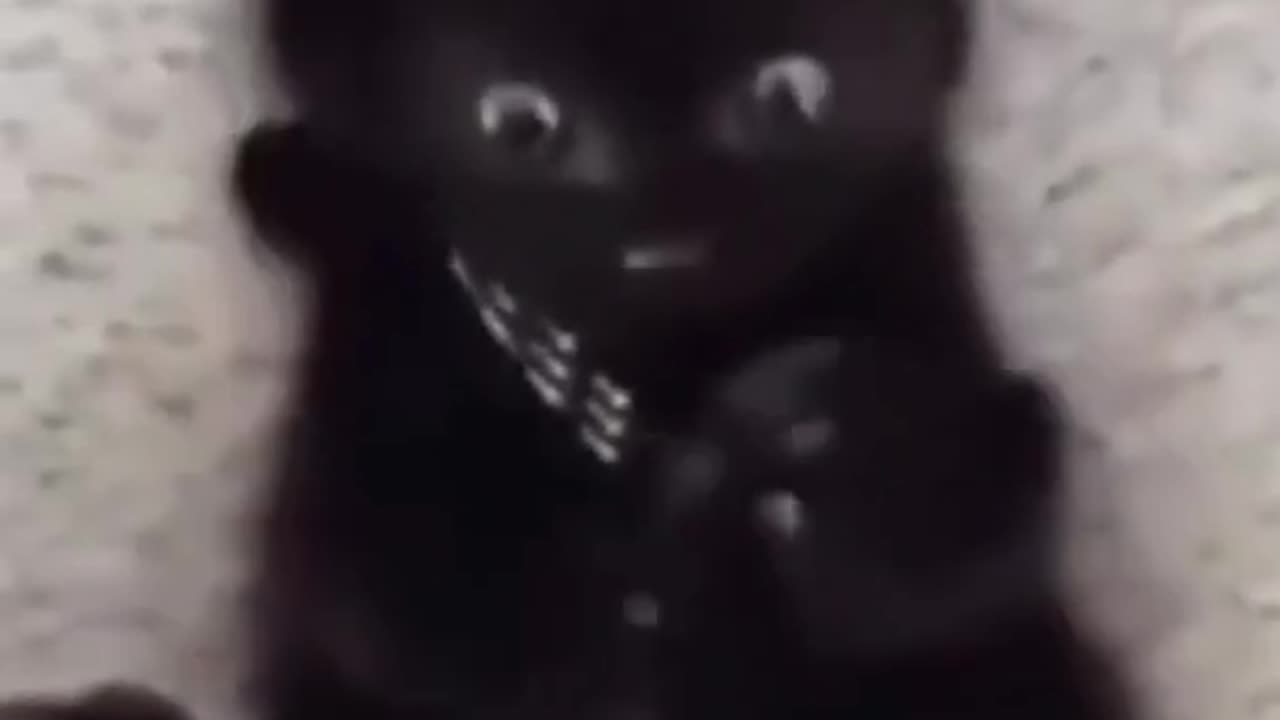 The BEST CUTE AND FUNNY ANIMAL VIDEOS OF 2023
