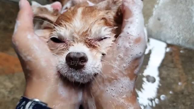 Dog bathing