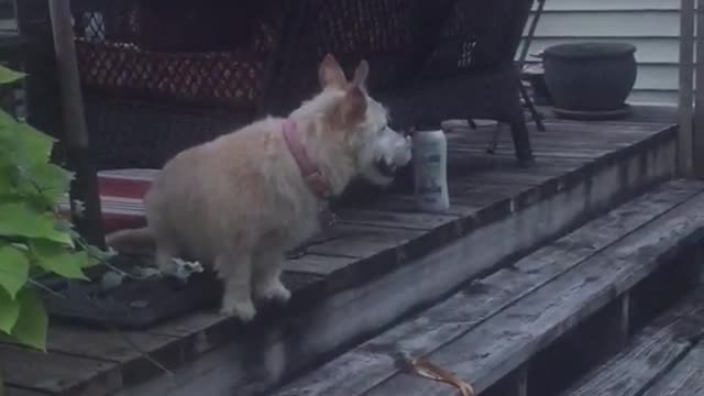 White dog jumps through purple hoola hoop in backyard