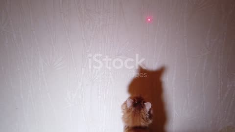 Purr-fectly Hilarious: Cats and Their Antics!