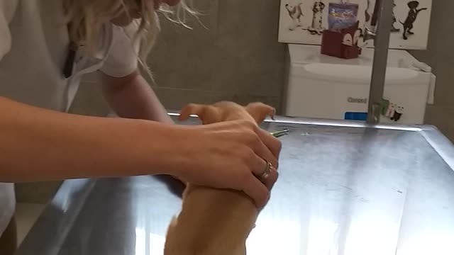 Boy Can't Handle Dog's First Vet Visit
