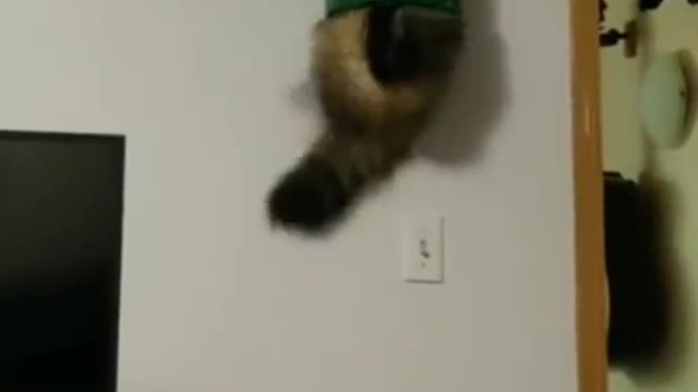 It's Mario Cat.🐈😅