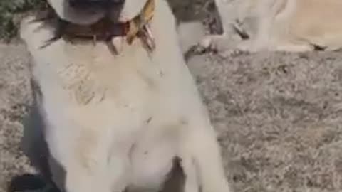 funny animal,cute dog,funny animals,funny animal videos,cute dogs,