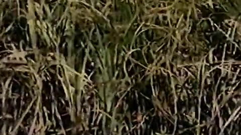 Pakistani song