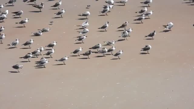 Sea gulls paradise