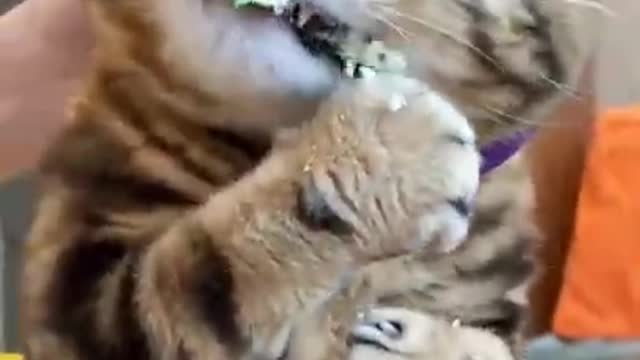 the cute cat is very hungry ( cats & kittens )