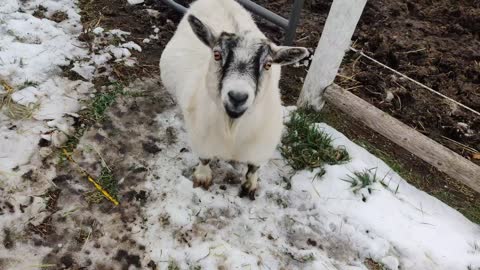 Sylvia The Goat