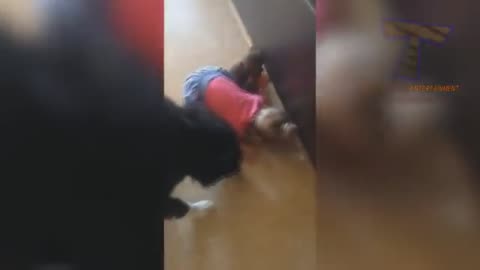 Try NOT to laugh - Funny & cute dogs and kids