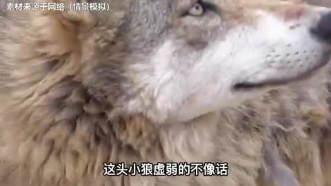 ferocious wolf