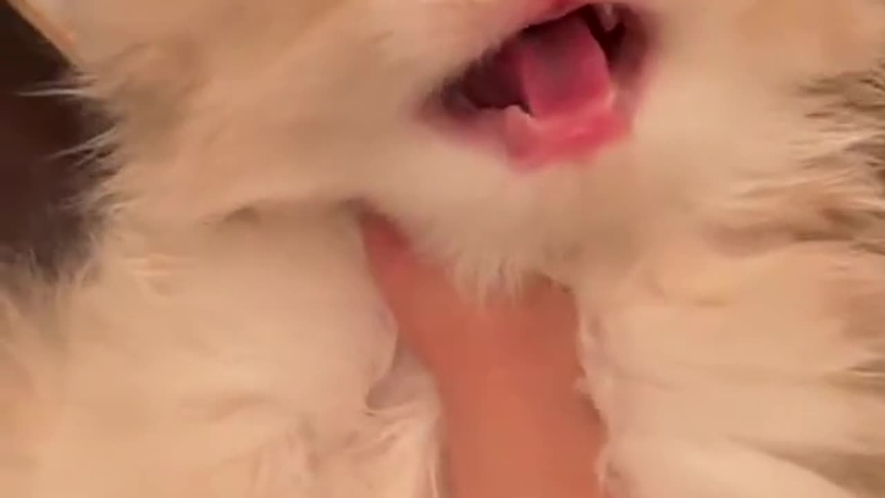 "Symphony of Cuteness: The Enchanting Meows of an Adorable Kitten!"