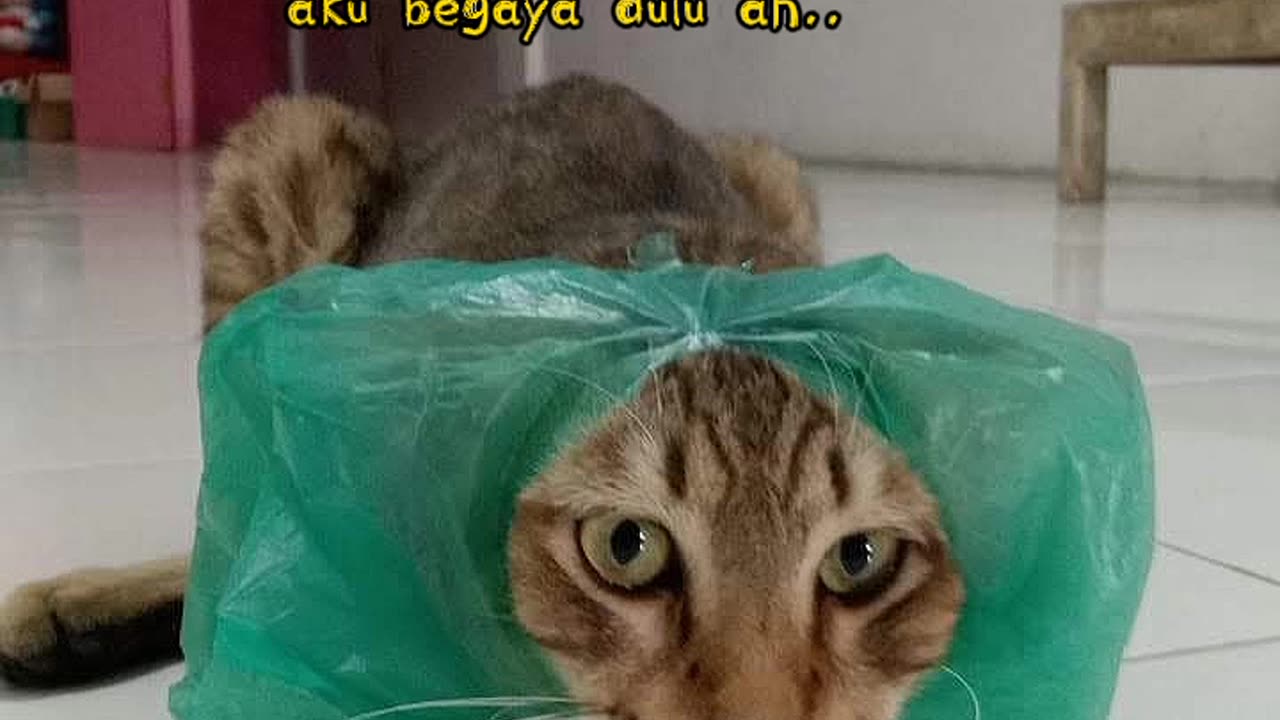 Doa si kucing belang😎