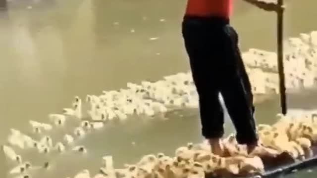 Animals Cute video Just a relaxing