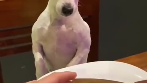 Funny Videos Brazil_3