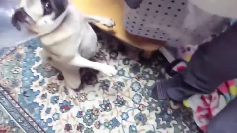 a bunch of funny dogs
