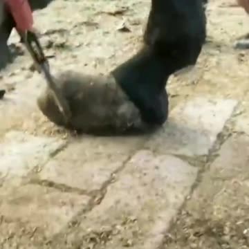 Trimming donkey hoofs | Cute Wild Animals