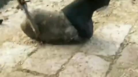 Trimming donkey hoofs | Cute Wild Animals