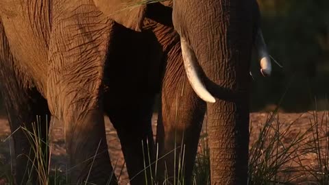 Wildlife & Funs