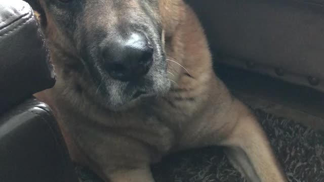 Tregan is a good boy