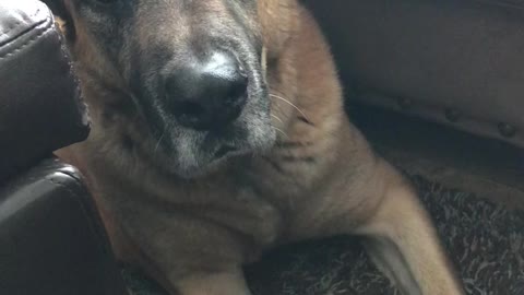 Tregan is a good boy