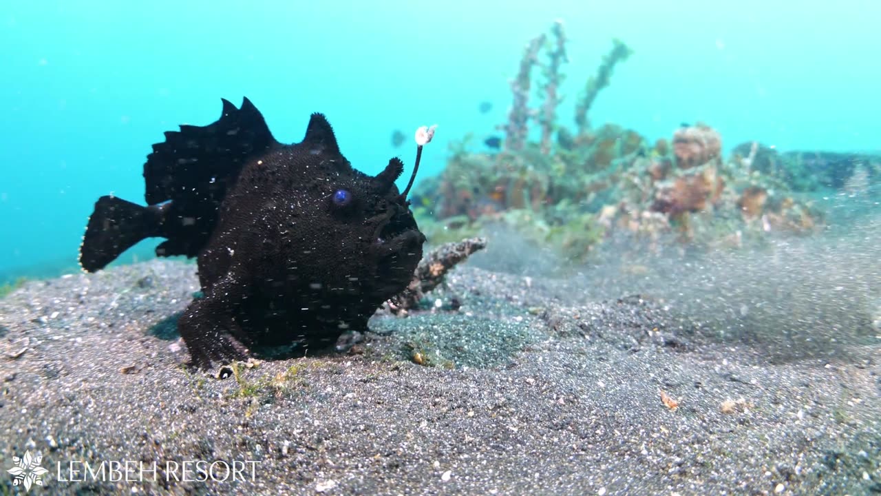 Highlights from the Lembeh Strait by Jacob Guy