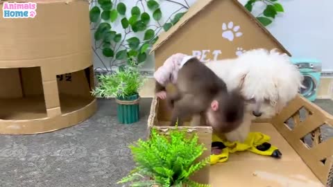 Funny dog and monkey