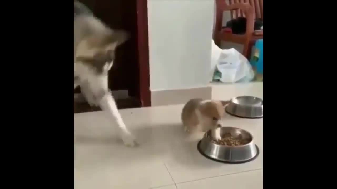 siberian husky playing with puppy trying to eat