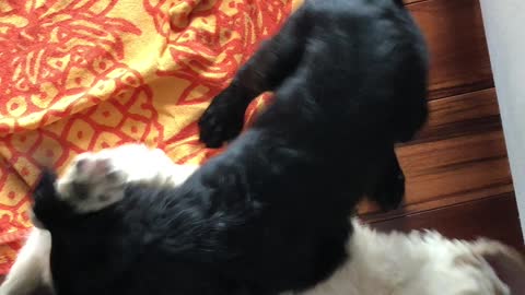 Brother and Sister puppy doodles sparring
