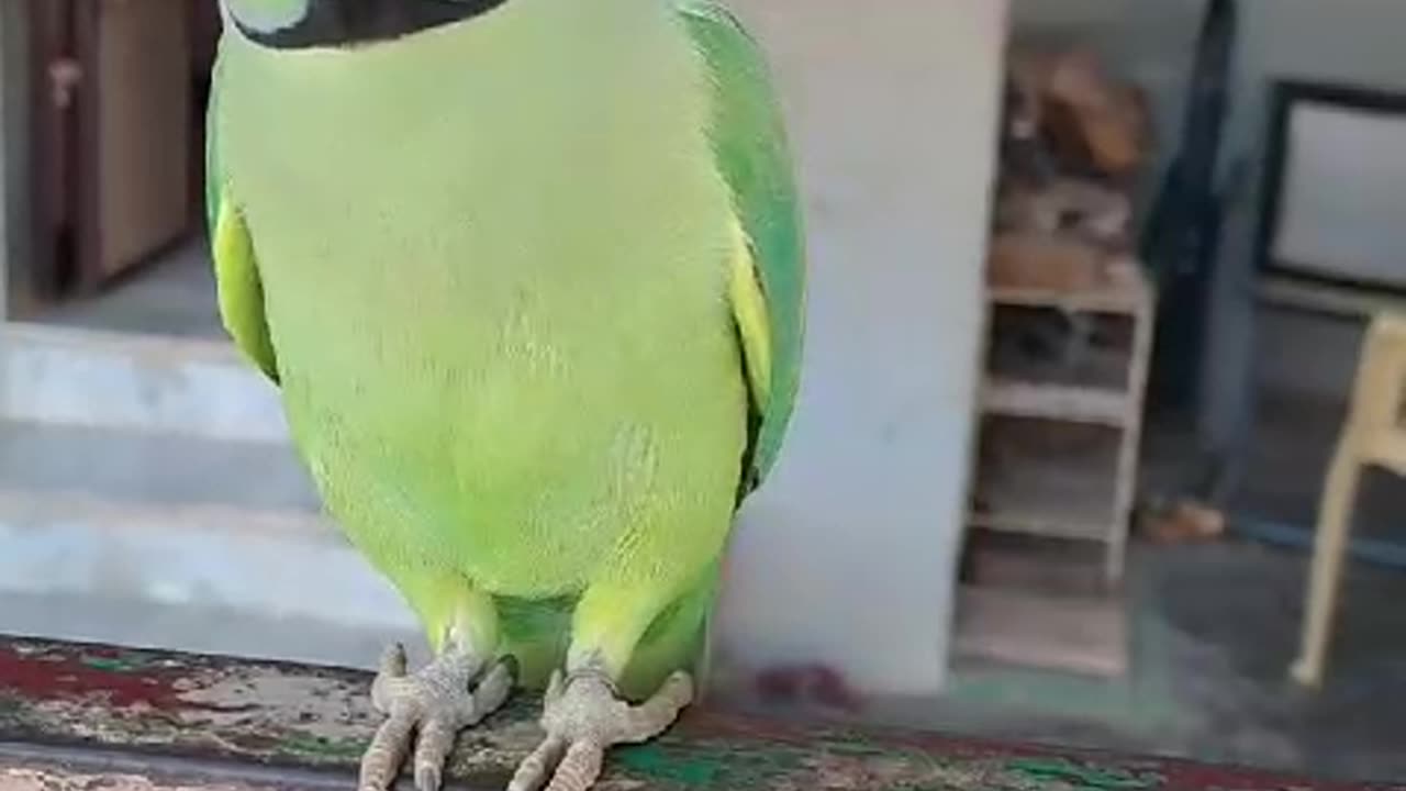 Talking in tamil: parrot cute