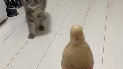 Lovely cats episode:4