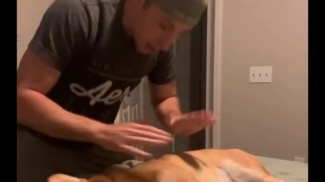 I want to fight with my dogs